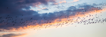 Birds in Sky